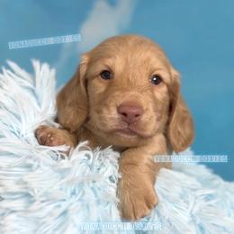 Jet - Red male Dachshund puppy in Chandler, Arizona from Vonaducci Doxies, LLC.