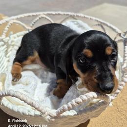 Dachshund Puppies from The Dachshund Den