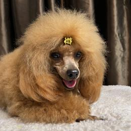 Nickie - Poodle