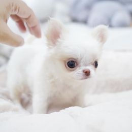 Chihuahua Puppies from Petits Chihuahuas