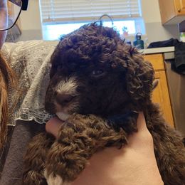 Marco - Brown male Lagotto Romagnolo puppy in Lyman, Idaho from Regal Romagnolos