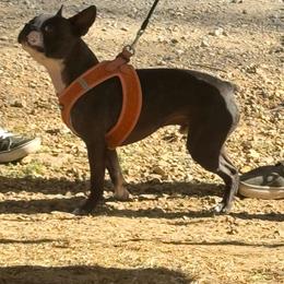 Rocky - Boston Terrier