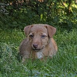 Girl 1 - Red female American Hunt Terrier puppy in St. George, Vermont from Bare Bottom Farms