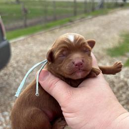 Prince - Red  male Goldendoodle puppy in Wharton, Texas from Little Fur Friends