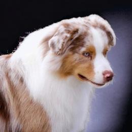 Oakley - Miniature Australian Shepherd