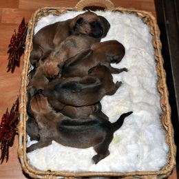 Puppy - Red wheaten female Rhodesian Ridgeback puppy in Bronson, Florida from Chioke Rhodesians