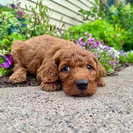 Rhode - Red male Irish Doodle puppy in Hammond, Wisconsin from Queen of the Hill Puppies