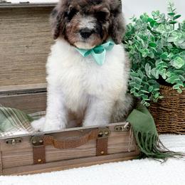 Blake - Merle male Bernedoodle puppy in Statesville, North Carolina from Doodle Babies