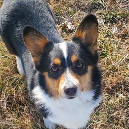 Suzy Q - Pembroke Welsh Corgi