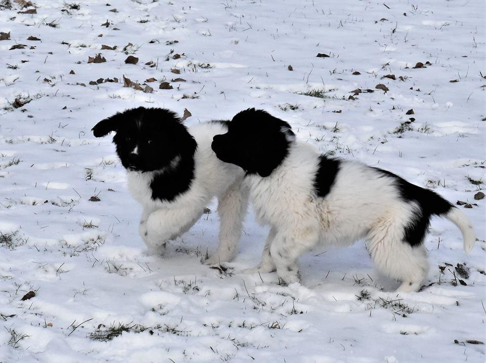 Ebb Tide Kennels and Stables in North Carolina Newfoundland puppies Good Dog