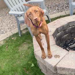 Ellie - Vizsla