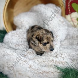 Elvis - Dapple Dachshund puppy in Comer, Georgia from Southern Drawl Dachshunds
