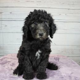 Poodle Puppies from Southern Sunshine Standards