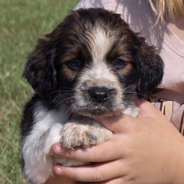 Sneezy - Tri-Roan male English Springer Spaniel puppy in Lake City, Florida from Patriot Springer Spaniels