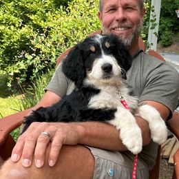 Davie - Tri-color male Bernedoodle puppy in Ferguson, North Carolina from Elevated Standards NC