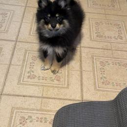 Pomeranian Puppies from Frank Sidders