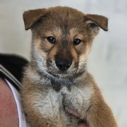 Kokoro - Red sesame Shikoku puppy in Virginia from Hachidori Sou