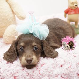 Chrissy Robin - Chocolate and cream female Dachshund puppy in Big Rapids, Michigan from 30 Acre Woods Dachshunds