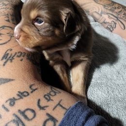 Miniature Australian Shepherd Puppies from Bornagain Paws