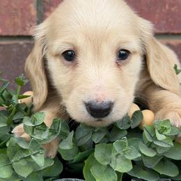 Beau - Cream male Dachshund puppy in Keota, Oklahoma from Skyview Doxie Ranch