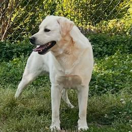 Kooper - Yellow male Labrador Retriever puppy in Harlan, Kentucky from Kamalot Kennels