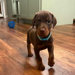 Teal collar female - Red and rust female Doberman Pinscher puppy in Madison, Indiana from Jensen Dobermans and Dachshunds