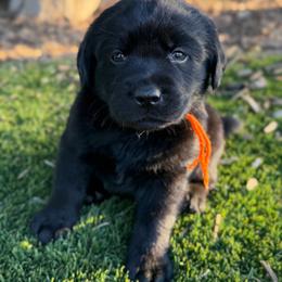 Orange - Black male Labrador Retriever puppy in Paulden, Arizona from Carefree Samoyeds & Deserthills Labradors