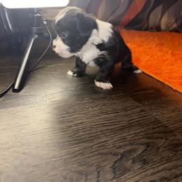 Shorkie Puppies from Sharlena Henderson