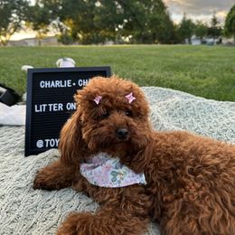 Poodle All Grown Up from Toy.poodlesss