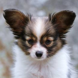 Papillon Puppies from Belladonna Papillons