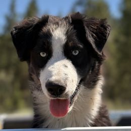 Babe - Australian Shepherd