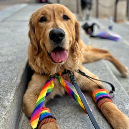 Havoc - Golden Retriever