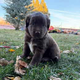 Green - Chocolate male Golden Aussiedoodle puppy in Chino Valley, Arizona from AZ Stickerdoodles