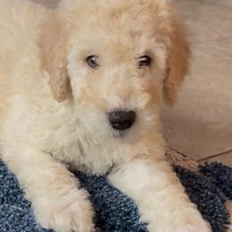Coconut - Cream male Goldendoodle puppy in Richmond, Texas from Harper’s Heartbeats
