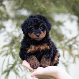 Sadie BLACK PHANTOM FEMALE - Black phantom female Aussiedoodle puppy in Jacksonville, Florida from Lolo’s Aussiedoodle
