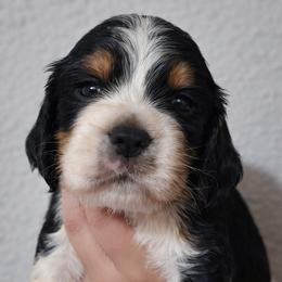 Max - Black white and tan male English Springer Spaniel puppy in Florida from Thunderbird Springers