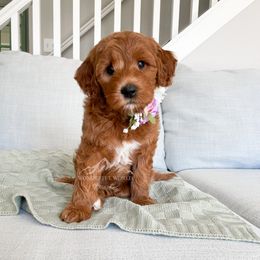 Bernedoodle and Cavapoo Puppies from Wonderful World Doodles