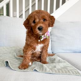Bernedoodle and Cavapoo Puppies from Wonderful World Doodles