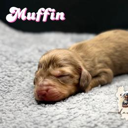 MUFFIN - Dapple female Dachshund puppy in Alto, Texas from Double W Doxies