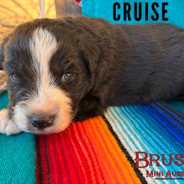 BRUSHY CREEKS CRUISE - Black tri-color male Australian Shepherd puppy in Red Oak, Texas from Brushy Creek Aussies & Mini Aussies