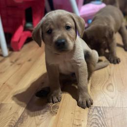 Male pick 6 - Yellow male Labrador Retriever puppy in Wardensville, West Virginia from Sager’s Labrador Puppies