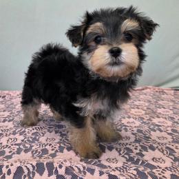Banks - Black & tan tri-color male Morkie puppy in Monticello, Iowa from Ashley’s Puppies