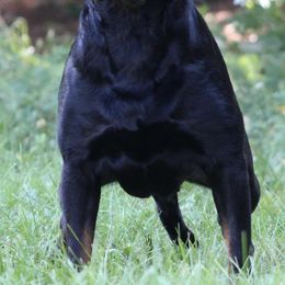 Rottweilers from Rottgang Rottweilers