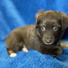 Girl 2 - Red tri female Toy Australian Shepherd puppy in Hokes Bluff, Alabama from Alegria Toy Aussies