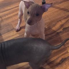 Xenon - White and chocolate female American Hairless Terrier puppy in Claremont, New Hampshire from Melanie Bell