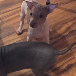 Xenon - White and chocolate female American Hairless Terrier puppy in Claremont, New Hampshire from Melanie Bell