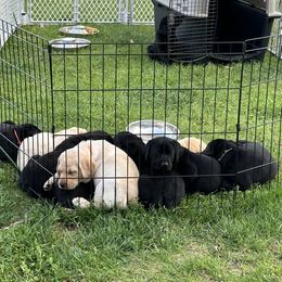 Labrador Retriever Puppies from Hunter’s Moon Retrievers