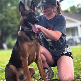 Belgian Malinois and Dutch Shepherd All Grown Up from ArcanaK9