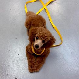 Oliver - Red  male Poodle puppy in Morehead, Kentucky from Paw Perfect Pets