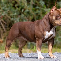 American Bully Puppies from Sky River Bullies